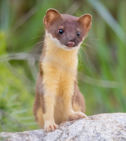 Critter Control weasel services